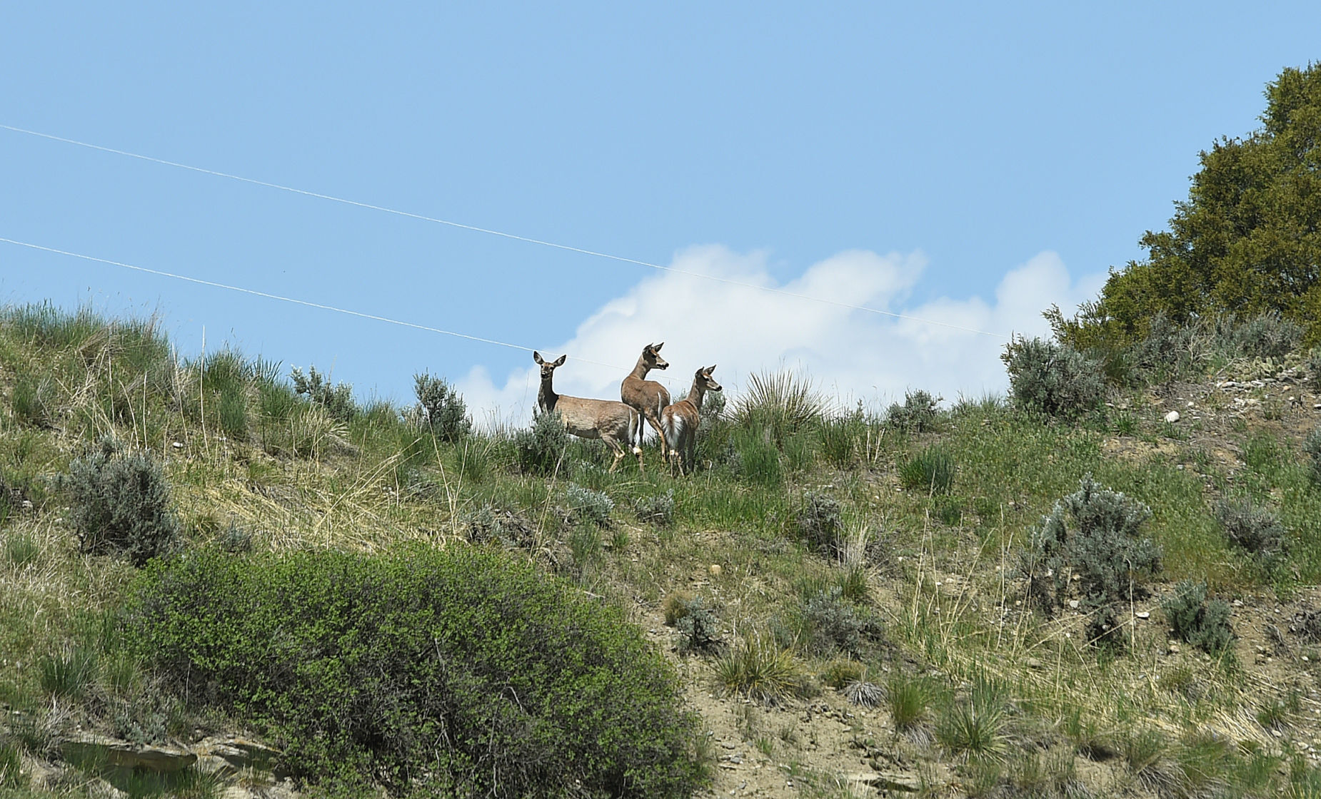 Whitetails